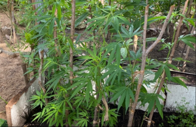 Casal Ã© preso apÃ³s ser flagrado com âhorta de maconhaâ em Floriano