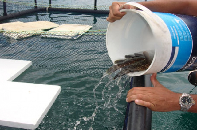 Dicas para iniciar sua criaÃ§Ã£o de peixes