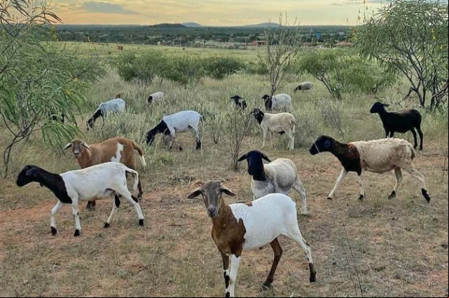 A criaÃ§Ã£o de bode solta na Caatinga do PiauÃ­